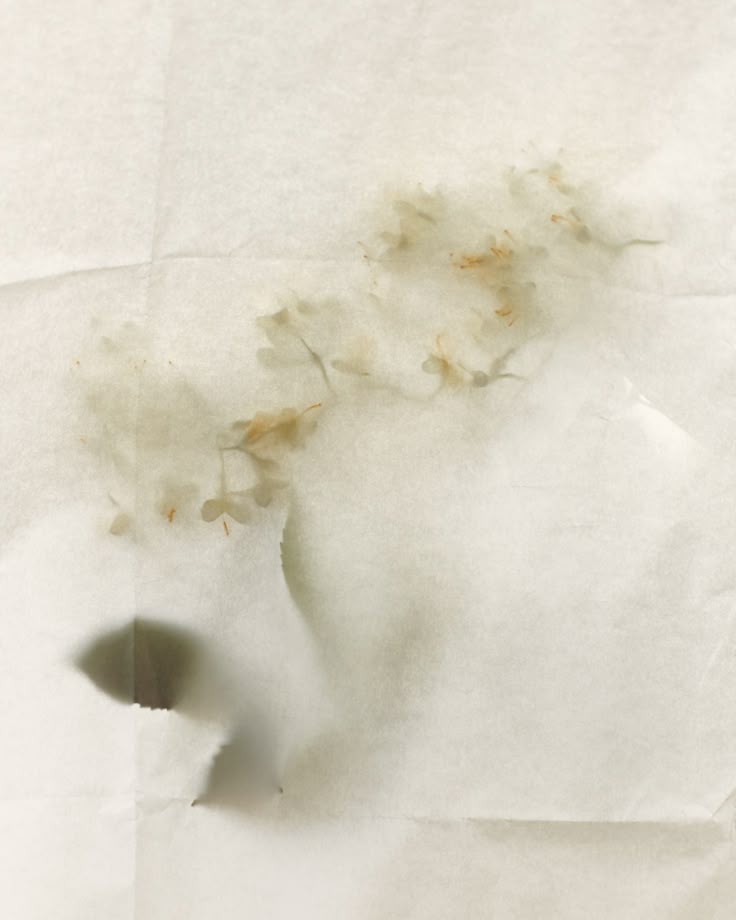Elder flower